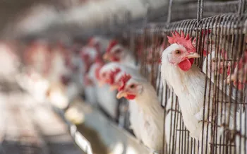 Hens in battery cages