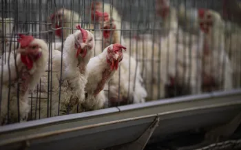 Hens in battery cages