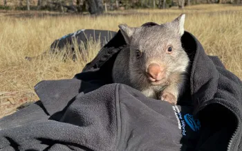 Wombat saved from a wildfire