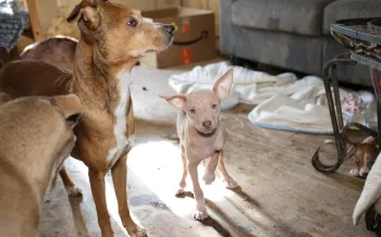 a group of dogs in a room