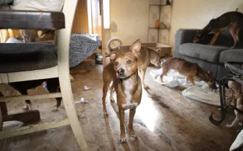 Texas alleged neglect dog looks at camera Feb 2026