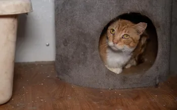 Orange cat in a hideaway rescued in Maryland Feb 2026