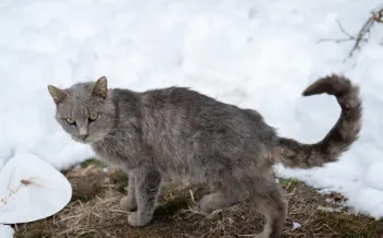 Skinny gray cat in the snow rescued from Wicomico MD Feb 2026