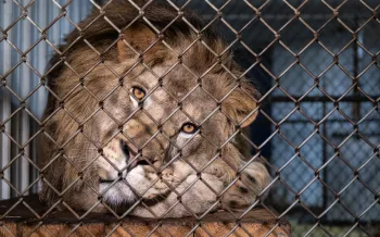 Lion laying down behind metal fence