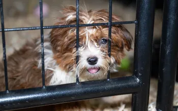 Dog behind metal gate.
