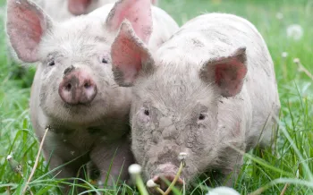Two piglets in a field.