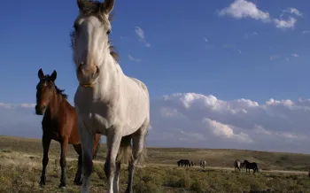 A group of horses in a field