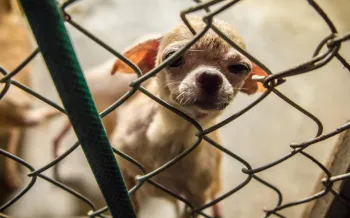 Small dog standing behind a chain-link fence