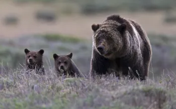 The image depicts a grizzly bear mother walking alongside her two cubs in a natural setting.
