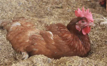 cage-free laying hens