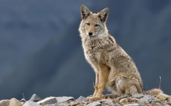 A wild western coyote sitting relaxed on a hill top