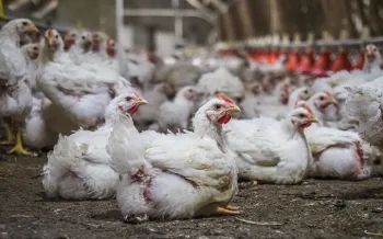 The image depicts an indoor poultry farm filled with numerous white chickens.