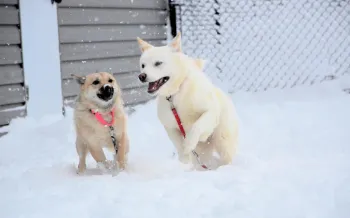 Dogs enjoying the first snow at the care and rehabilitation center.