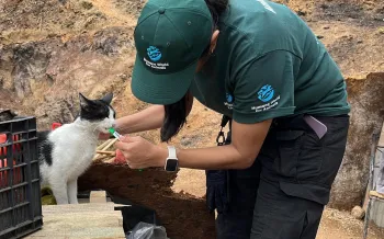 Woman feeding black and white cat.