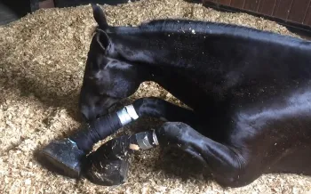 a horse laying down in a stable with their legs slathered with caustic chemicals and wrapped tightly