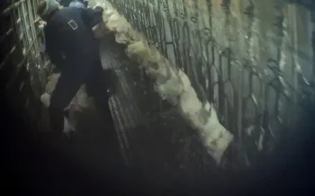 dark room depicting hens at a slaughter house