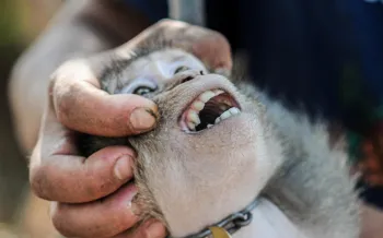 a person holding the head of a small monkey, gently tilting it back to show its open mouth and teeth