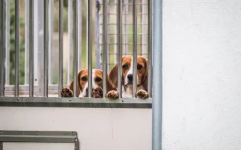 a pair of beagles peering through metal bars
