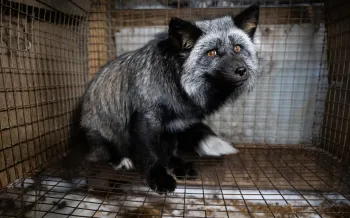 a fox in a cage on a fur farm