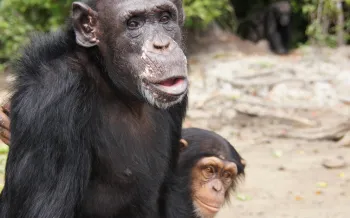 a pair of chimpanzees in a natural setting