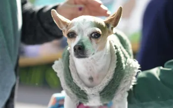 Small dog standing with hands holding.