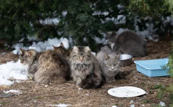 a group of cats sitting in the dirt