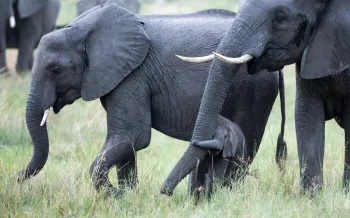 baby elephant walking with adult elephants in the wild