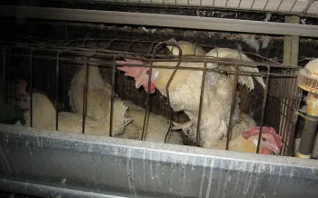 Several chickens confined in a small metal cage