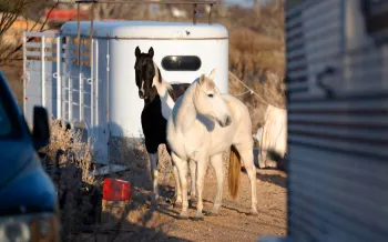 Texas rescue alleged neglect Feb 2026 two horses