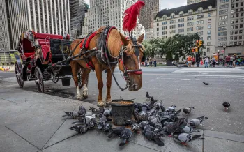 A carriage horse stands on a city street with their head down next to a feed bucket. The harsh treatment and conditions of carriage horses have come under fire in recent years.