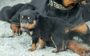 Puppy with docked tail