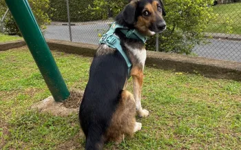 A brown and black dog in a teal harness sits for a photo in his adoptive family's backyard in Costa Rica.
