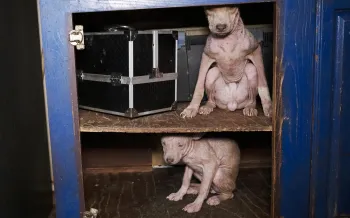 The image shows two hairless dogs sitting inside a blue wooden cabinet with two shelves.