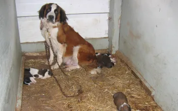 A large Saint Bernard dog chained in a small, enclosed space with a straw-covered floor.