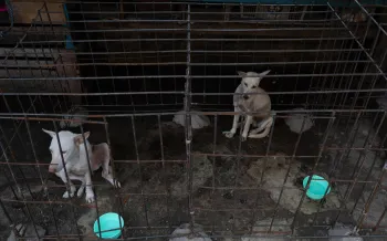 Two dogs confined in wire cages.