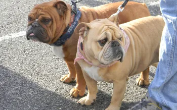 Two bulldogs on leashes