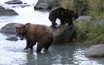 The image depicts a scene in a natural setting featuring a mother bear and her cub
