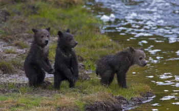 Three young bear cubs standing near the edge of a body of water
