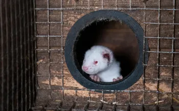 Photos taken on two fur farms in Finland as part of an investigation into the cruelty of fur farming with Humane World for Animals and Finnish animal protection organisation Oikeutta Elaimille