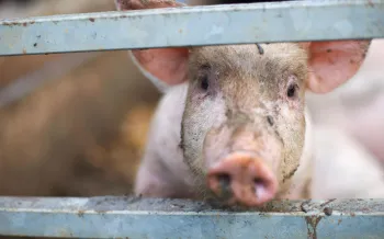 Pig peeking out from behind fence