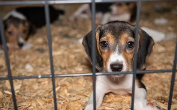 A puppy inside a cage with a wire grid front