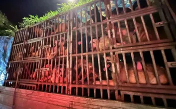 A large metal cage mounted on a vehicle, filled with numerous dogs