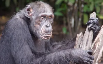 A chimpanzee holding several pieces of wood in a forested area.