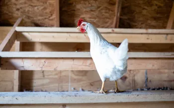 A cage-free chicken in an indoor system with a full beak