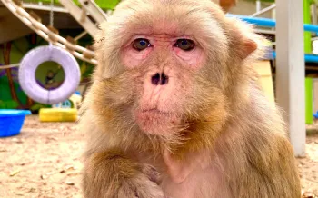 Nanette, a rhesus macaque.