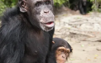 Chimpanzee Jiminy Cricket on Island 2 of Second Chance Chimpanzee Refuge Liberia