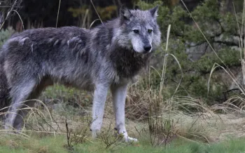 a lone wolf standing in a natural, forested setting