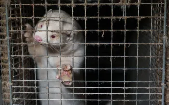 Holt i Floa mink fur farm Iceland 18 November 2025