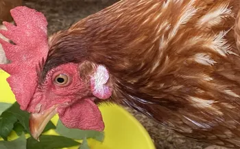 Collaboration with a free-range farm producer to familiarize them with the certification process