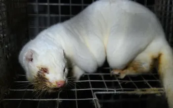 Tun i Floa mink fur farm in Iceland 18 November 2025